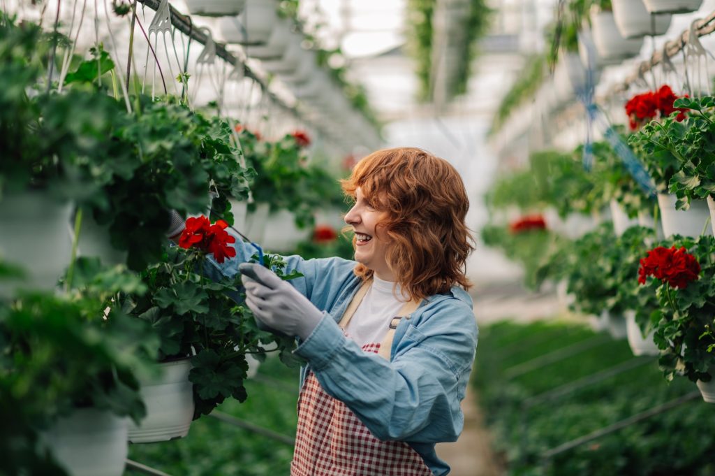 Close up of a botanist using irrigation system on flowers at hothouse.